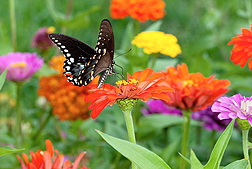 A black swallowtail butterfly sits on top of a zinnia flower