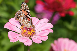 An American lady butterfly feeds on a zinnia flower