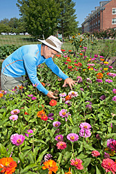A scientist examines zinnia flowers in the Pollinator Garden