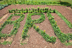 mountain mint and black-eyed Susan plants grow in the BRL letters representing the Bee Research Lab
