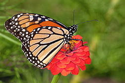 A monarch butterfly sits on top of a red zinnia flower