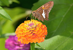 A silver-spotted skipper butterfly on a zinnia flower