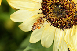 A honey bee hovers near a sunflower