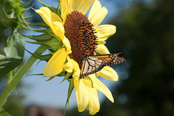 A monarch butterfly feeds on a sunflower