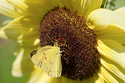 A cloudless sulphur butterfly feeds on a sunflower