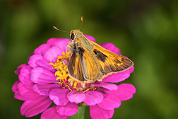 A skipper butterfly on a pink zinnia flower