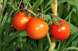 Cherry tomatoes on a vine 