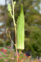 An okra plant with a pod in the Pollinator Garden