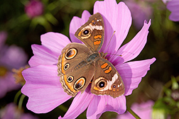 A buckeye butterfly feeds on a pink cosmos flower