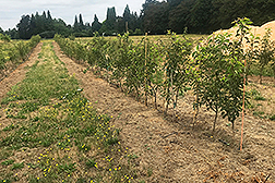 Young pear trees in a plot