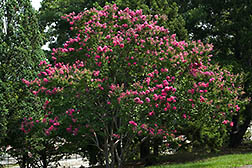 Large crape myrtle tree with pink flowers