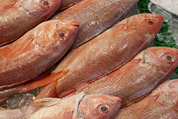 Red snapper at a fish market. 