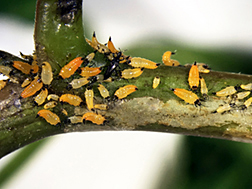 Orange larvae of Brazilian peppertree thrips and an adult thrip on the branch of a tree.