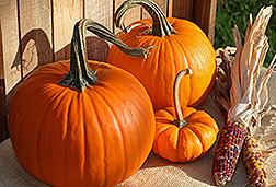 Three pumpkins and two ears of multicolored corn.