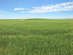 Photo: Soft Svevo durum wheat growing in an Idaho field. Link to photo information