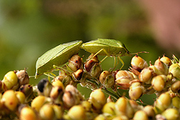 USDA-Two southern green stink bugs, Nezara viridula, mating on a sorghum seed head