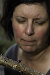 ARS entomologist Tracy Leskey inspects a tree limb covered spotted lanternfly nymphs
