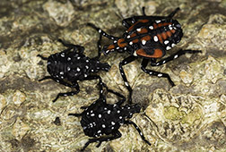 spotted lanternfly-2nd and 3rd instar nymph (black); 4th instar nymph (red body)