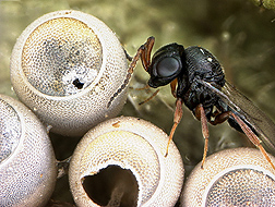 A Trissolcus euschisti wasp 
