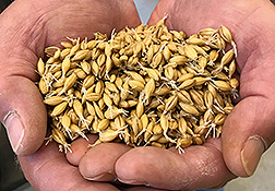 Two hands holding barley, which has been partially malted, with rootlets still attached