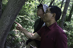 Two scientists looking for spotted lantern fly egg masses on a tree