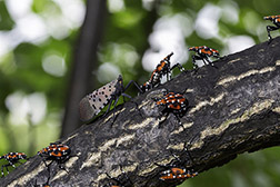 Spotted lanternfly winged adult and 4th instar nymphs 