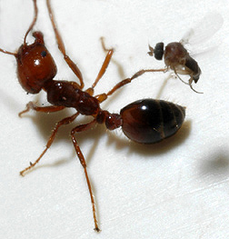 A parasitic phorid fly attempts to lay an egg into a fire ant worker. 