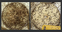 Comparison of uninfected fire ant colony on left and infected colony on right