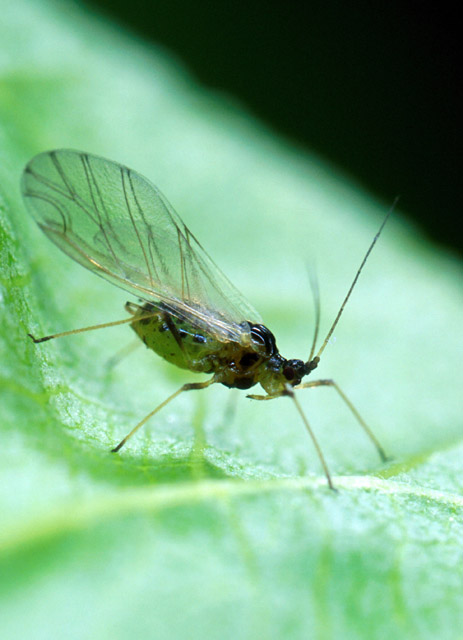 Winged green peach aphid