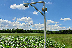 A StressCam monitors drought conditions in a cornfield