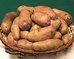 Frost-resistant Wiñay potatoes in a basket