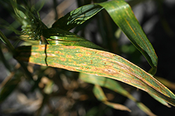 Wheat infected with septoria nodorum blotch
