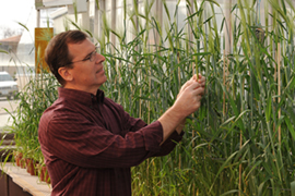 Scientist looking at barley plants