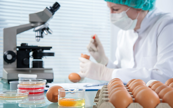 Photo of a research working with eggs.
