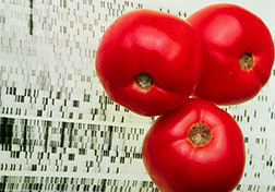 Photo: Two tomatoes on a gene map