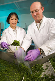 Photo: Food technologist and plant pathologist collect a sample of sanitized fresh-cut cilantro from a produce washer. Link to photo information