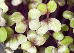 Photo: Red cabbage microgreens. Link to photo information