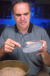 Entomologist Frank Arthur collects red flour beetle larvae for testing.