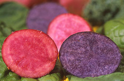 Photo: Red and purple slices of potatoes on a bed of spinach and kale. Link to photo information