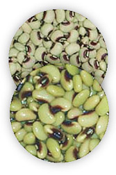 Photo: Southernpeas, dried (upper) and ready for processing (lower).
