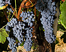 Photo: Clusters of Thomcord seedless grapes. Link to photo information