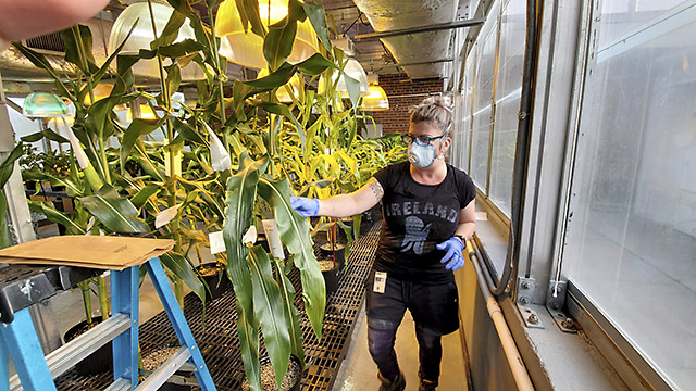Greenhouse Manager pollinates lines of maize