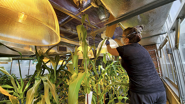 Greenhouse Manager pollinates lines of maize