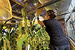 Greenhouse Manager pollinates lines of maize 