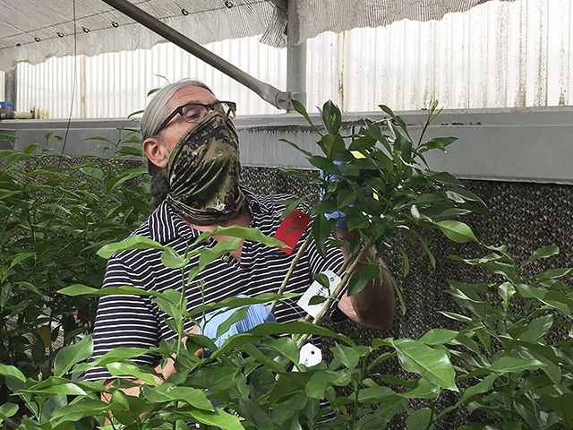 Horticulturist, Robert Krueger, inspects plant for symptoms of the disease Citrus vein enation (CVEV)
