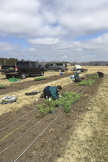 Researchers transplanting red clover plants