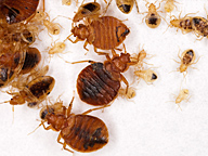 Adult and immature bed bugs.