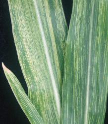 Photo: Corn leaves infected by Georgia "Unknown" virus. Below, electron micrograph.