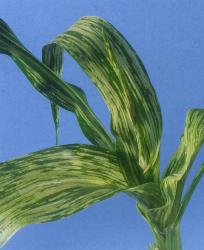 Photo: Corn leaves showing first signs of maize necrotic streak virus. 