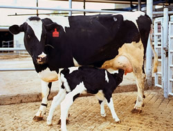 Photo: A cow with her calf. 